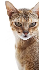 Front side close up of an Abyssinian cat with an interested face expression, isolated white background