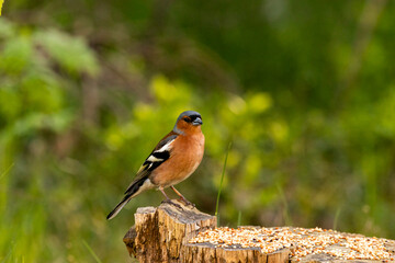 the bird looking for foods

