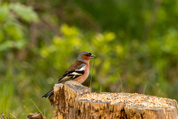 
the bird looking for foods
