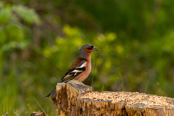 the bird looking for foods
