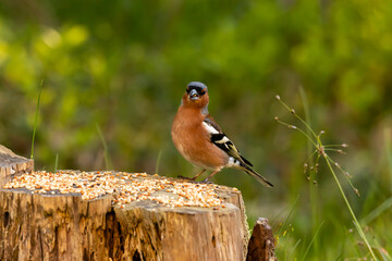 the bird looking for foods


