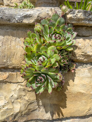 sempervivum succulent plant on wall