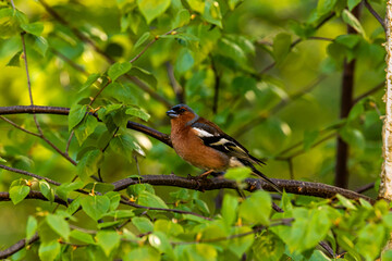 
the bird on the tree bransh
