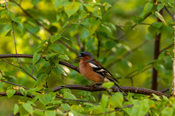 the bird on the tree bransh

