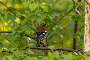 the bird on the tree bransh

