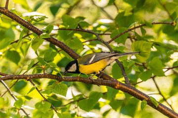 the bird on the tree bransh
