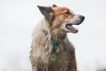 Right side profile of a young, dirty Border Collie against a white backdrop. Horizontal.