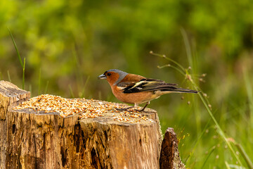 the bird looking for foods
