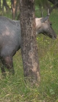 Blue bull or nilgai is an asian antelope walking in the forest. Nilgai is endemic to Indian subcontinent. Ranthambore National park, Rajasthan, India