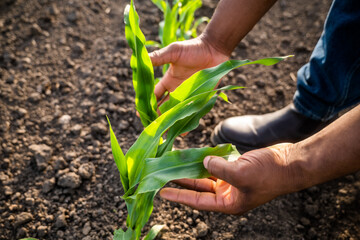 Close up image of farmer holding and examining corn plant.	