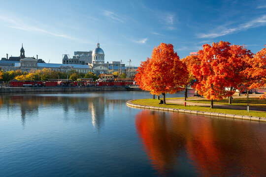 Old Port of Montreal in autumn. Red maples and old Montreal skyline reflected on St. Lawrence River. Fall foliage season in Montreal, Quebec, Canada.