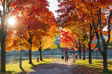 People are enjoying the red maples in Old Port of Montreal in autumn. Montreal, Quebec, Canada.