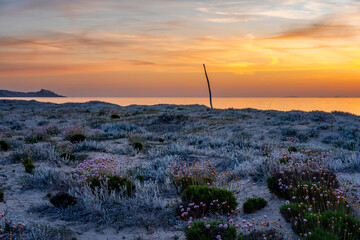 Beach at sunset with flowers on the sand and Castelsardo village on the background in Sardinia, Italy