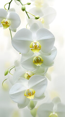 Digital soft and clear orchid plant abstract poster mobile phone background