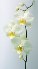 Digital soft and clear orchid plant abstract poster mobile phone background