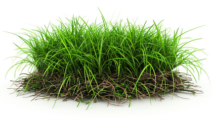 A patch or clump of grass on white background, with the top leaves visible and some roots showing underneath.