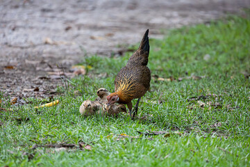 The chicken with her kids in the green grass