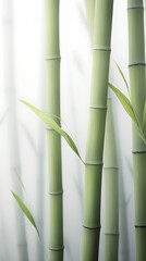 Fototapeta premium Digital soft and clear chrysanthemum plant abstract poster mobile phone background