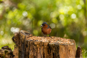 the bird looking for foods
