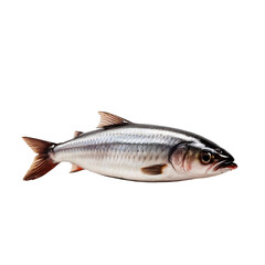 one herring fish, river fish on transparent background