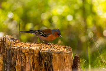 the bird looking for foods
