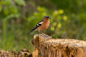 
the bird looking for foods