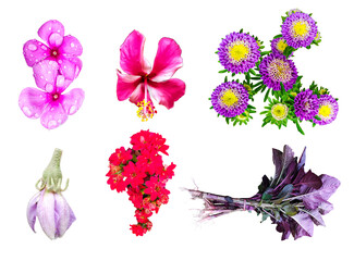 collection of pink flowers, set of flowers and butterflies, vegetables 