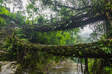 Obraz premium Double decker living root bridge in nongriat village in cherrapunjee meghalaya India. This bridge is formed by training tree roots over years to knit together.