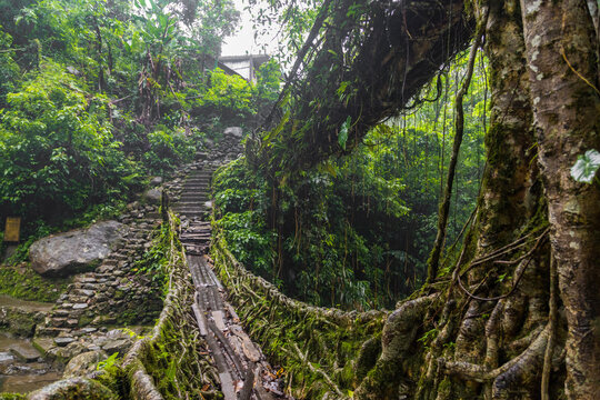 Double decker living root bridge  in nongriat village in cherrapunjee meghalaya India. This bridge is formed by training tree roots over years to knit together.