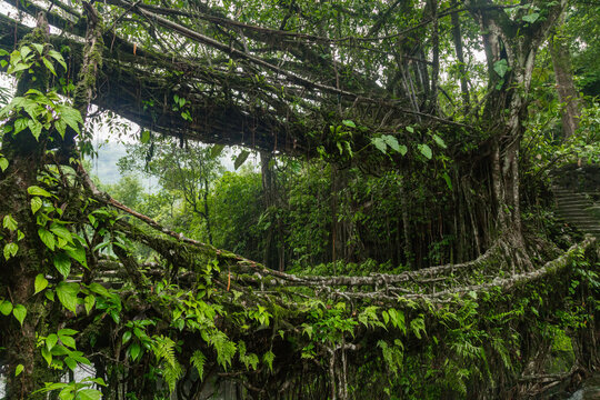Double decker living root bridge  in nongriat village in cherrapunjee meghalaya India. This bridge is formed by training tree roots over years to knit together.