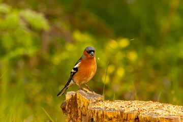 the bird looking for foods
