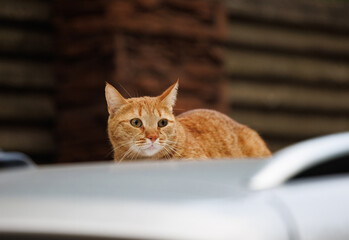 A ginger cat, perched on a car, gazes intently at something out of frame.