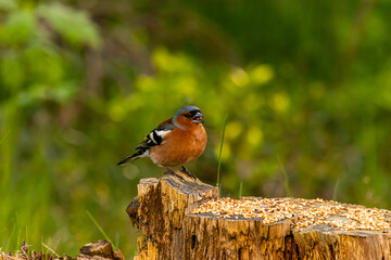 the bird looking for foods