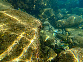 Vista subacquea del mare con pietre e alghe 416