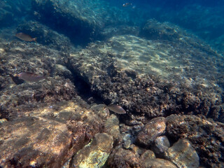 Fondale marino Isola Bella Taormina 429 © bellux