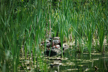 Two mallard ducks rest on a log in a tranquil pond surrounded by tall green cattails.,