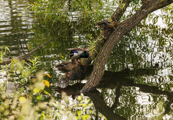 Three ducks, one brown and two with blue wings, are perched on a thick tree branch above a tranquil pond. The branch hangs over the water, and the ducks are partially obscured by the green leaves.