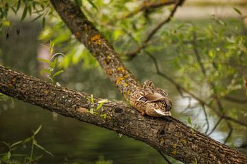 A duck rests peacefully on a tree branch, its head tucked under its wing, as the sun filters through the leaves overhead.