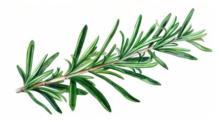 Fototapeta premium An aromatic watercolor painting of a rosemary leaf