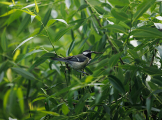 A small bird perches on a branch, nestled among the green leaves of a willow tree.