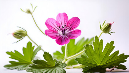 Obraz premium Pink Geranium Flower in Bloom With Green Leaves