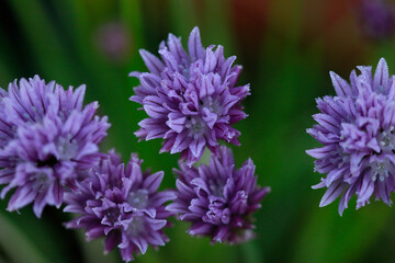 Fleurs mauves 