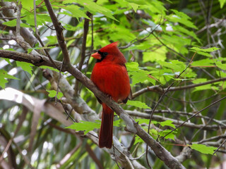 Young red cardinal wild bird