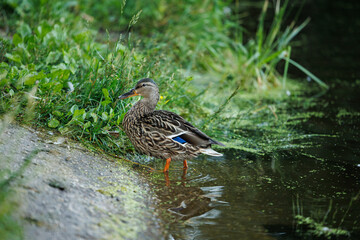 A lone duck stands at the edge of a pond, its feathers glistening in the sunlight, surrounded by lush green vegetation.