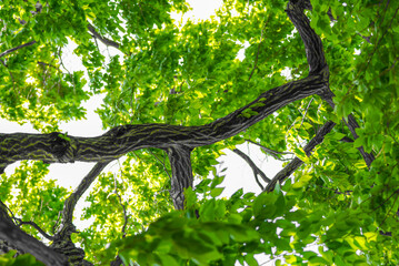 Clear, clean green leaves found in the forest.