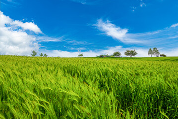 A green and expansive green barley field landscape.