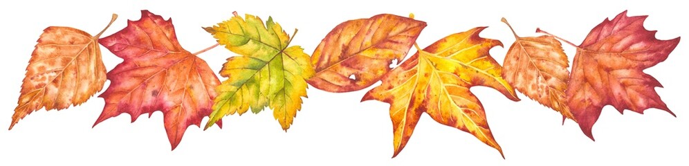 Hand drawn watercolor illustration. Various autumn leaves painted in watercolor. Colorful autumn leaves for birthday, wedding, holidays. Any creative designs.