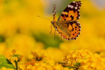 butterfly on yellow flower