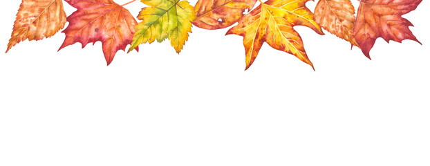 Hand drawn watercolor illustration. Various autumn leaves painted in watercolor. Colorful autumn leaves for birthday, wedding, holidays. Any creative designs.