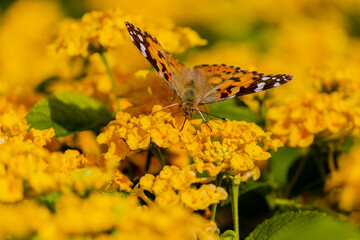 butterfly on yellow flower
